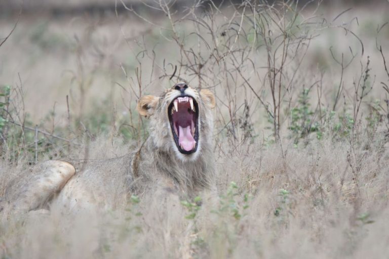 leone_zimbabwe_big5_safari_lyon_manapools_hwange_africa leone che sbadiglia safari zimbabwe africa