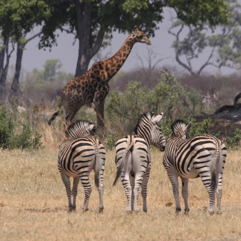 zebre_giraffe_chobe_safari zimbabwe_cascate vittoria_zambesi zebre_giraffe_chobe_safari zimbabwe_cascate vittoria_zambesi