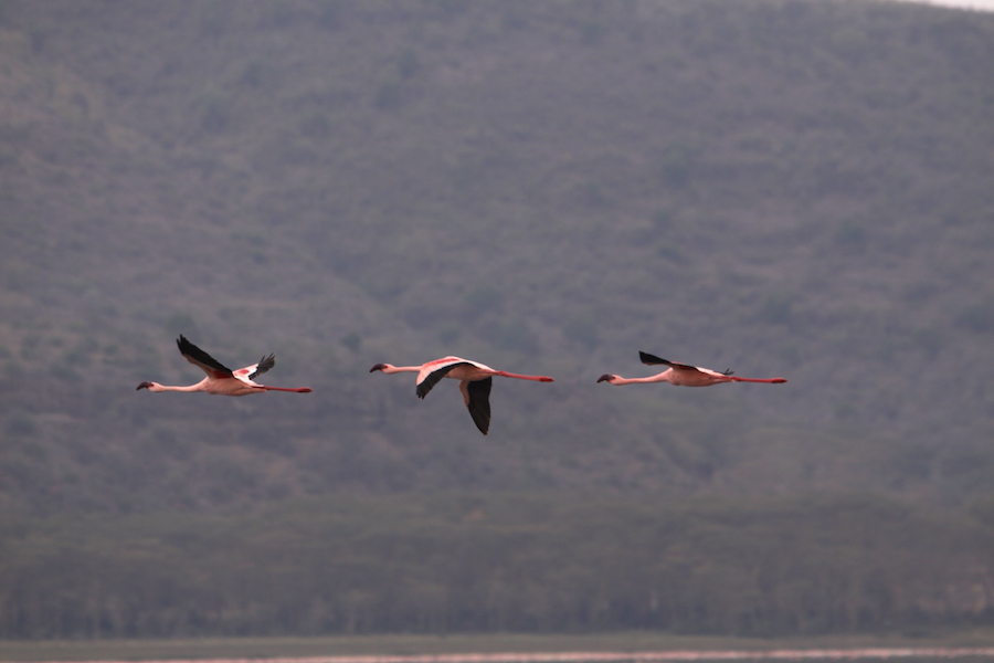 02 fenicotteri flamingo