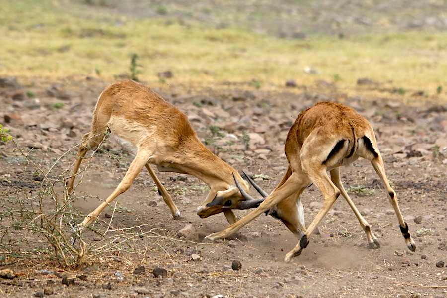maschi impala litigano