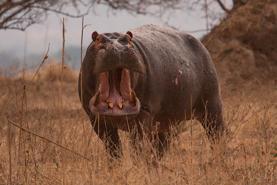 ippopotamo aggressivo_ippopotamo forte_ippopotamo africa_ippopotamo zimbabwe ippopotamo arrabbiato