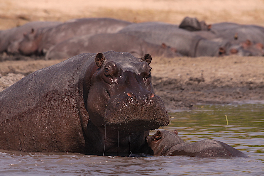 ippopotamo arrabbiato_ippopotamo acqua_ippopotamo zimbabwe_ippopotamo africa buffo ippopotamo