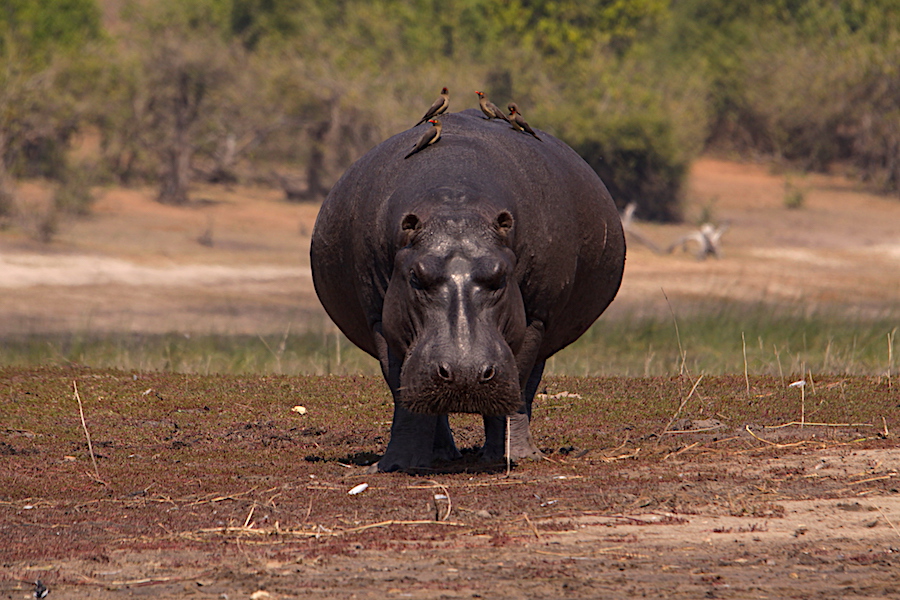 ippopotamo grosso_ippopotamo grande_hippo Ippopotamo grosso
