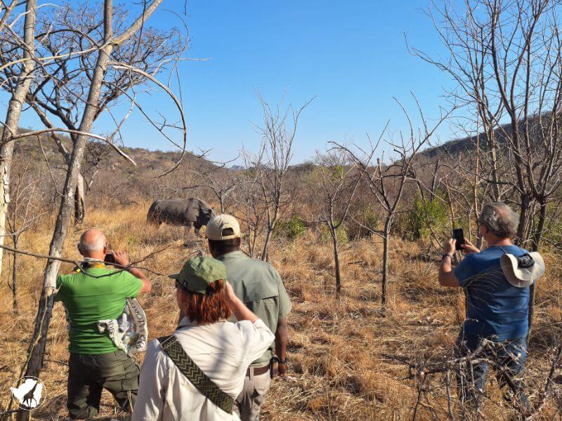Safari zimbabwe a piedi safari a piedi zimbabwe savana africa