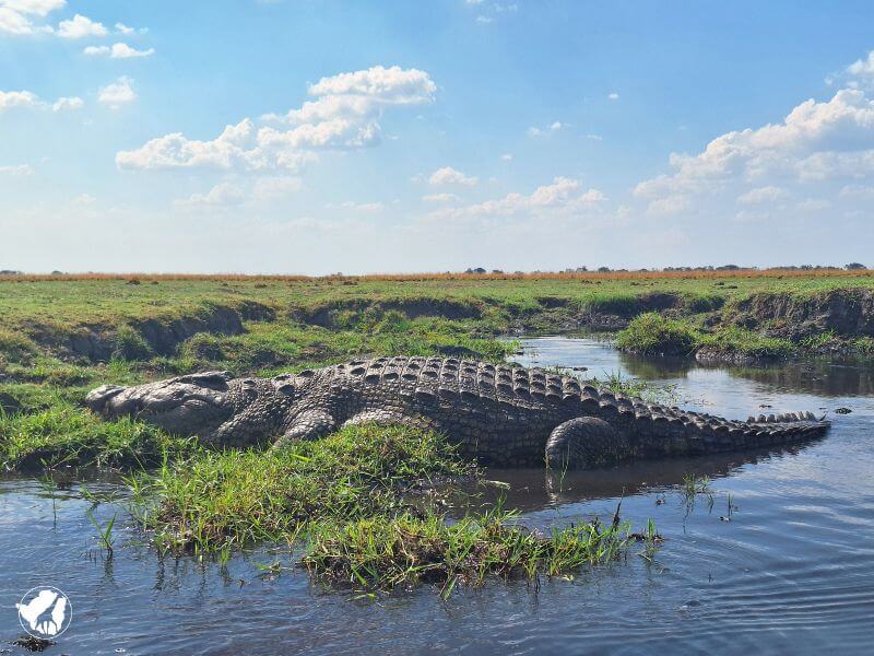 coccodrillo zimbabwe fiume zambesi coccodrillo riva fiume Zambesi e Chobe africa