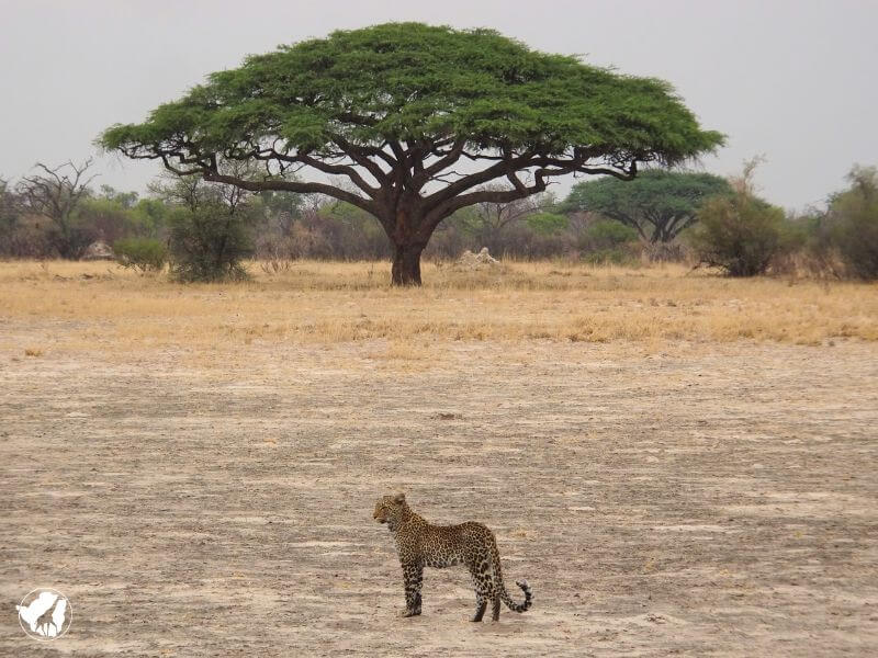 leopardo zimbabwe hwange leopardo safari africa con acacia sullo sfondo