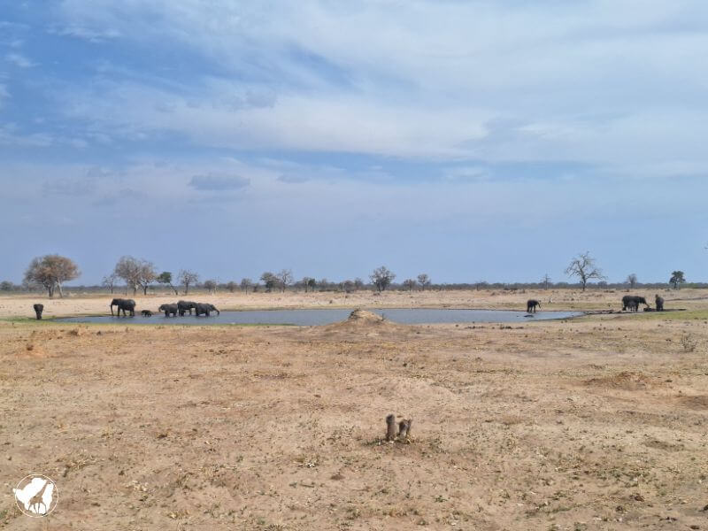 savana africana elefanti savana di Hwange e la pozza d'acqua con elefanti