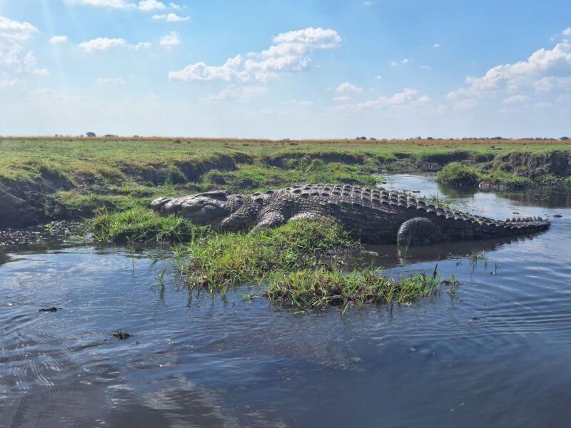 cosa fare attività cascate vittoria safari fiume coccodrillo chobe botswana