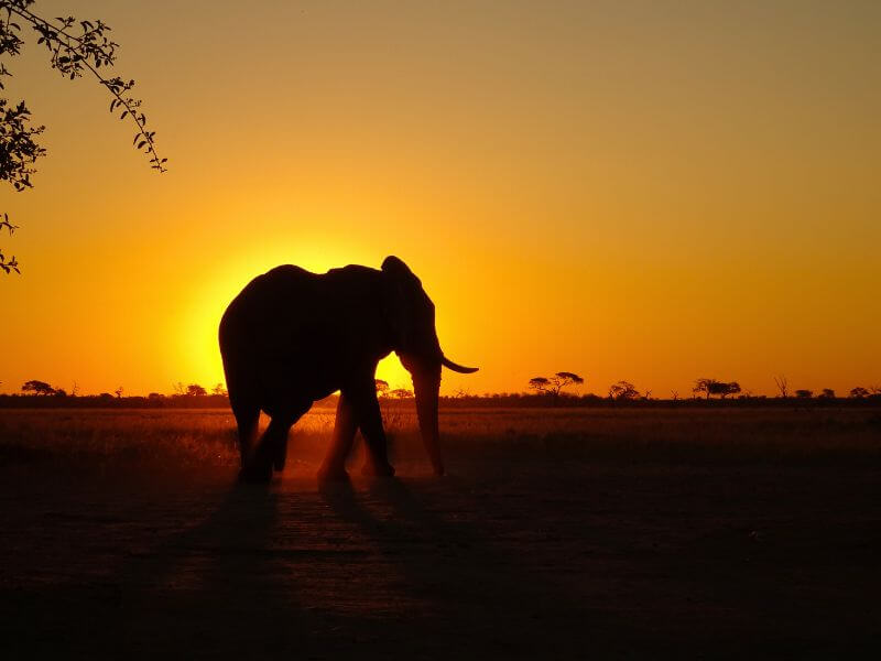 elefante safari zimbabwe e botswana elefante safari zimbabwe