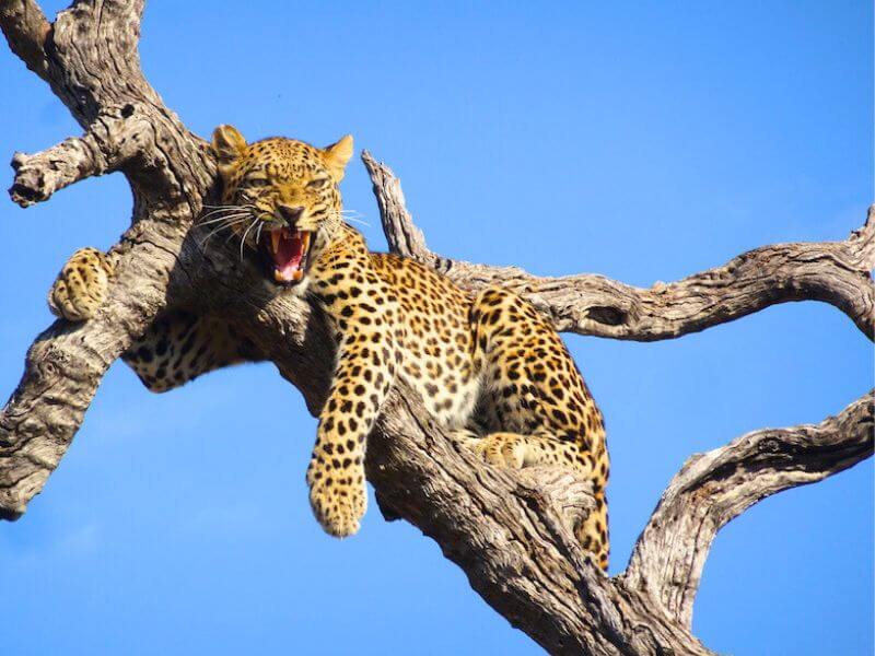 leopardo safari zimbabwe e botswana leopardo safari zimbabwe botswana